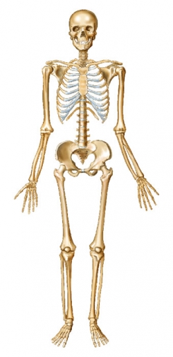 Vitamin D Deficiency Causes Serious Bone Diseases